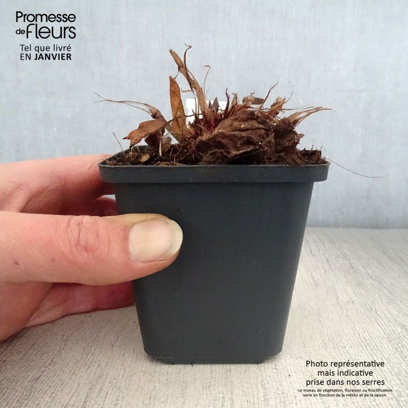 Example of Renouée - Persicaria amplexicaulis White Eastfield  Kweekpotje van 8/9 cm as you get in hiver