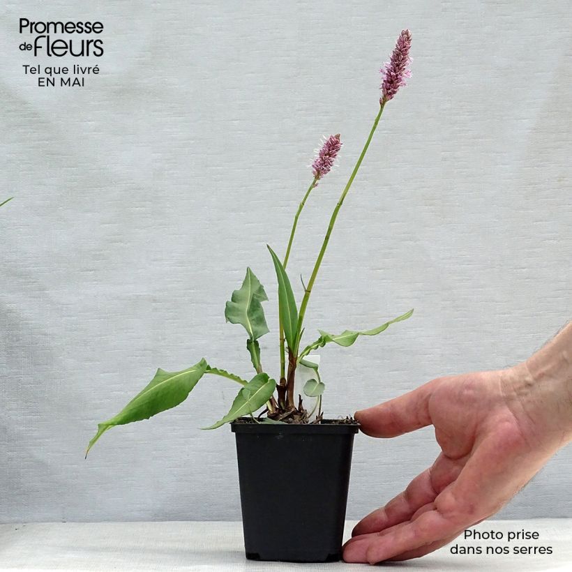 Exemplaar van Persicaria bistorta Hohe Tatra - Adderwortel Kweekpotje van 8/9 cm zoals geleverd in de lente