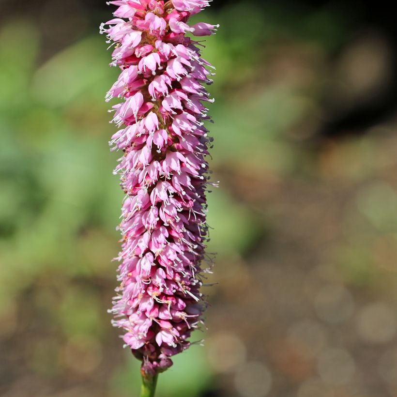 Persicaria bistorta Hohe Tatra - Adderwortel (Bloei)