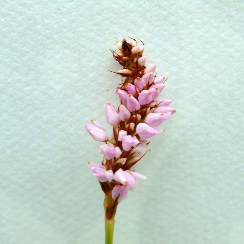 Persicaria bistorta Superba - Adderwortel (Flowering)
