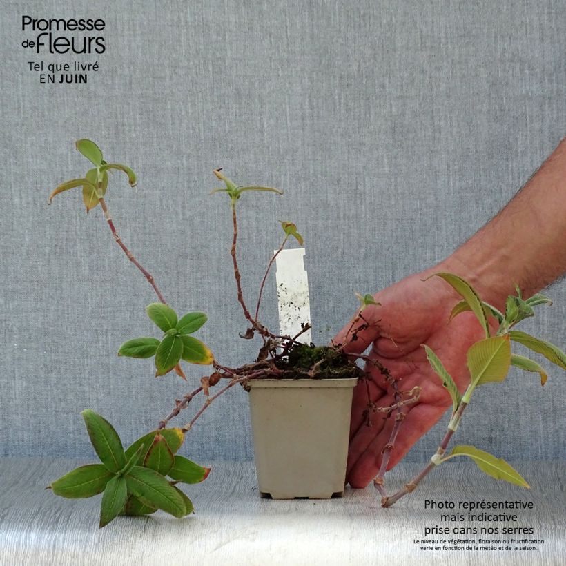 Exemplaar van Persicaria campanulata - Klokjesduizendknoop Kweekpotje van 8/9 cm zoals geleverd in de zomer