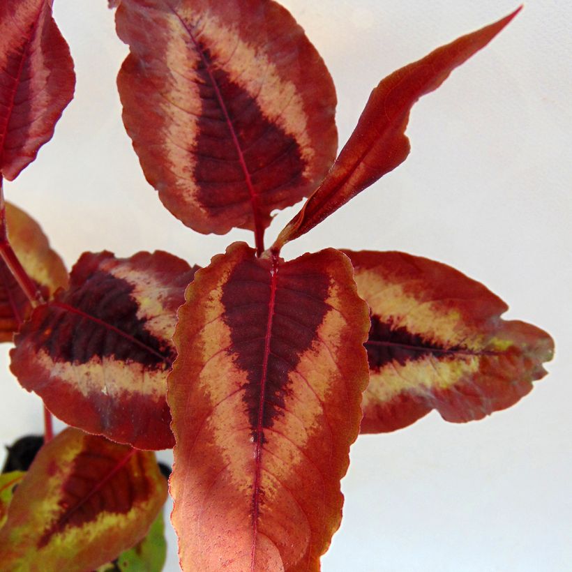 Persicaria microcephala Red Dragon - Duizendknoop (Foliage)