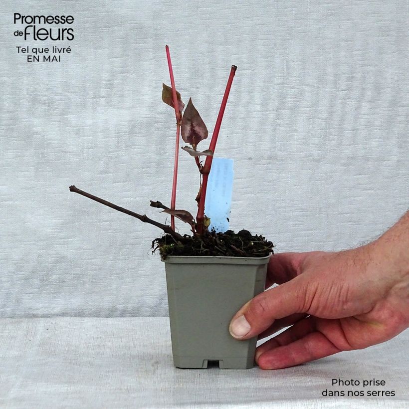 Exemplaar van Persicaria microcephala Red Dragon - Duizendknoop Kweekpotje van 8/9 cm zoals geleverd in de lente