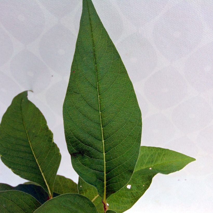 Persicaria polymorpha - Duizendknoop (Foliage)