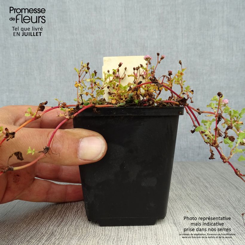 Exemplaar van Persicaria runcinata Needhams Form - Duizendknoop Kweekpotje van 8/9 cm zoals geleverd in de zomer