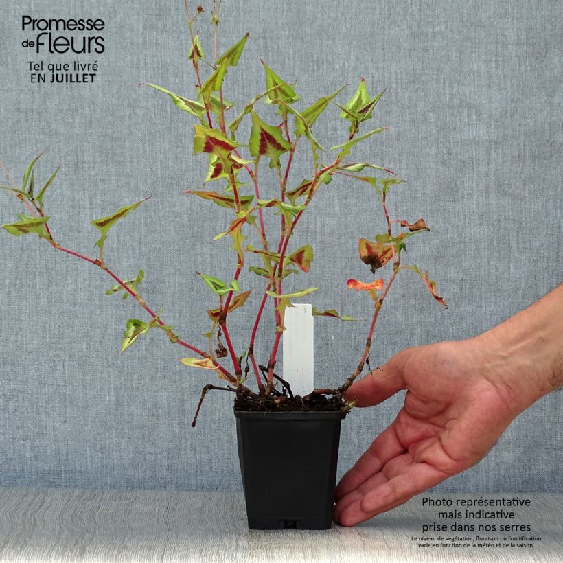 Exemplaar van Persicaria runcinata Purple Fantasy - Duizendknoop Kweekpotje van 8/9 cm zoals geleverd in de zomer