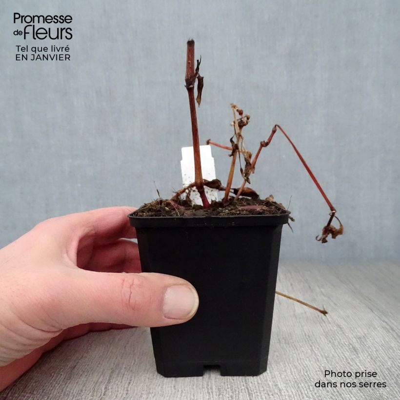 Example of Renouée - Persicaria runcinata Purple Fantasy Kweekpotje van 8/9 cm as you get in hiver