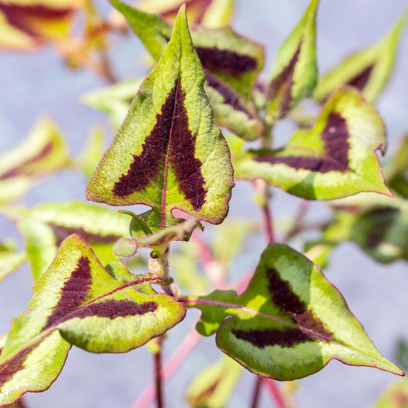 Persicaria runcinata Yunnan Giant - Duizendknoop (Blad)
