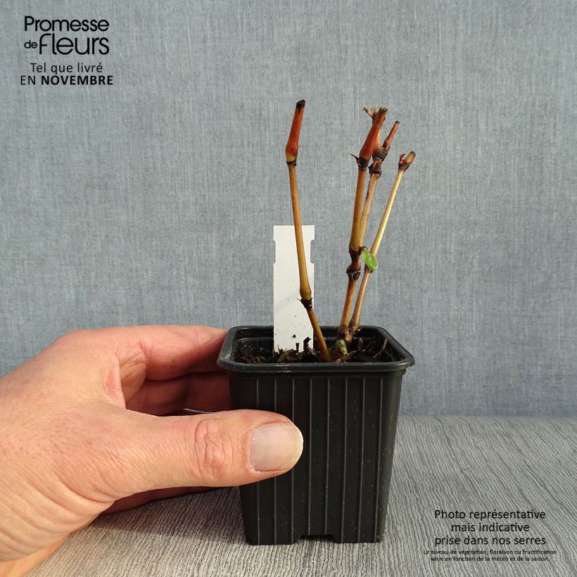 Exemplaar van Persicaria virginiana Painters Palette - Duizendknoop Kweekpotje van 8/9 cm zoals geleverd in de herfst