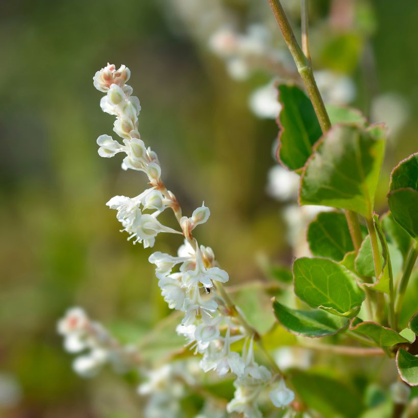 Fallopia aubertii - Bruidsluier (Bloei)