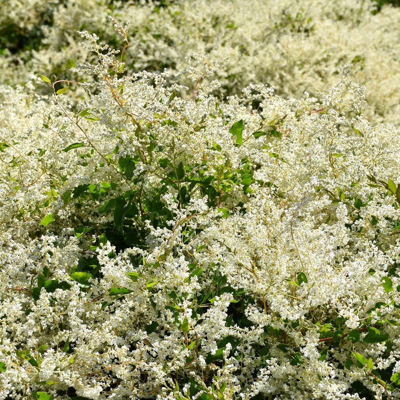 Fallopia aubertii - Bruidsluier (Groeiplaats)