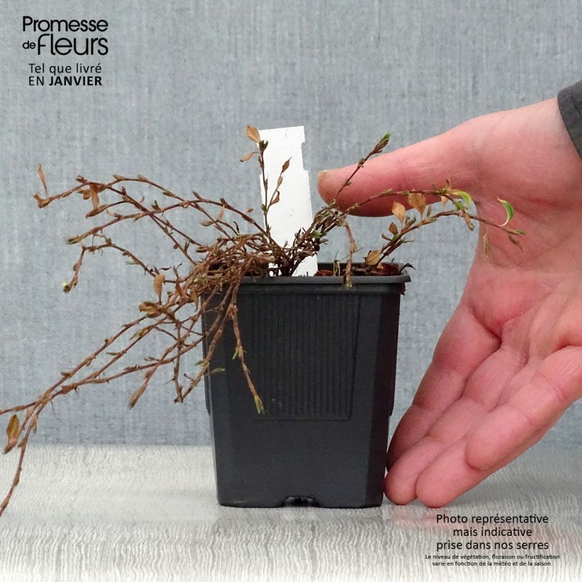 Example of Renouée rampante - Persicaria vacciniifolia Kweekpotje van 8/9 cm as you get in hiver