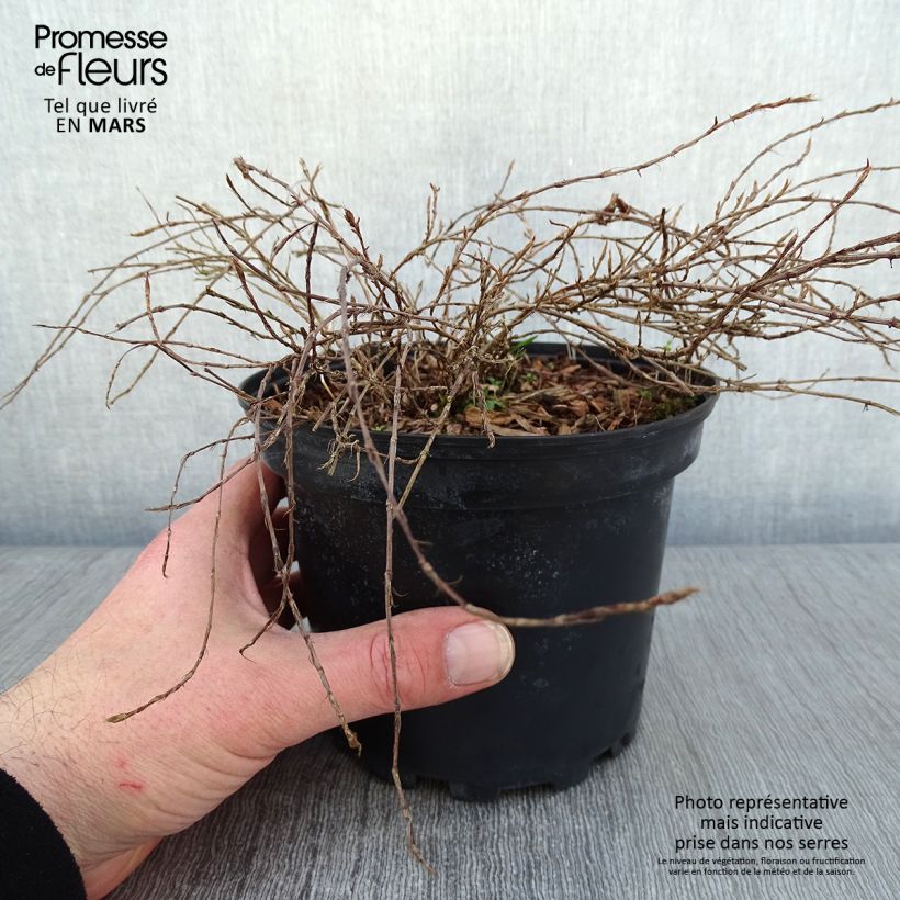 Example of Renouée rampante - Persicaria vacciniifolia Pot van 2 l/3 l as you get in hiver