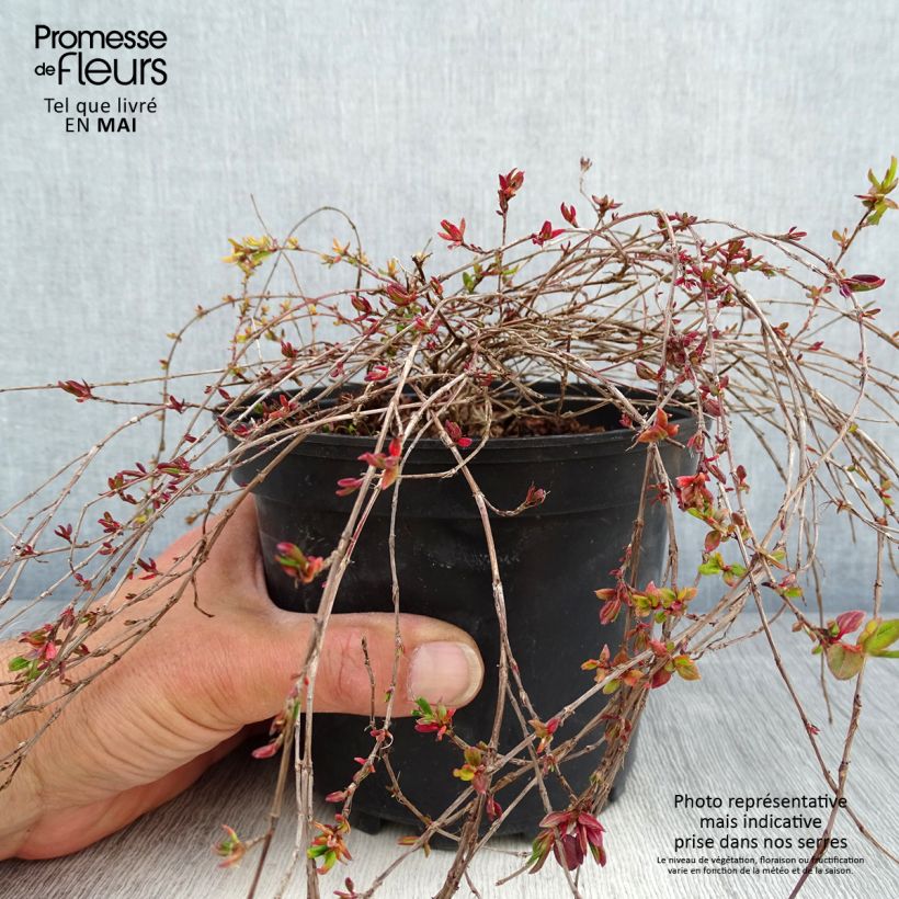 Exemplaar van Persicaria vacciniifolia - Duizendknoop Pot van 2 l/3 l zoals geleverd in de lente