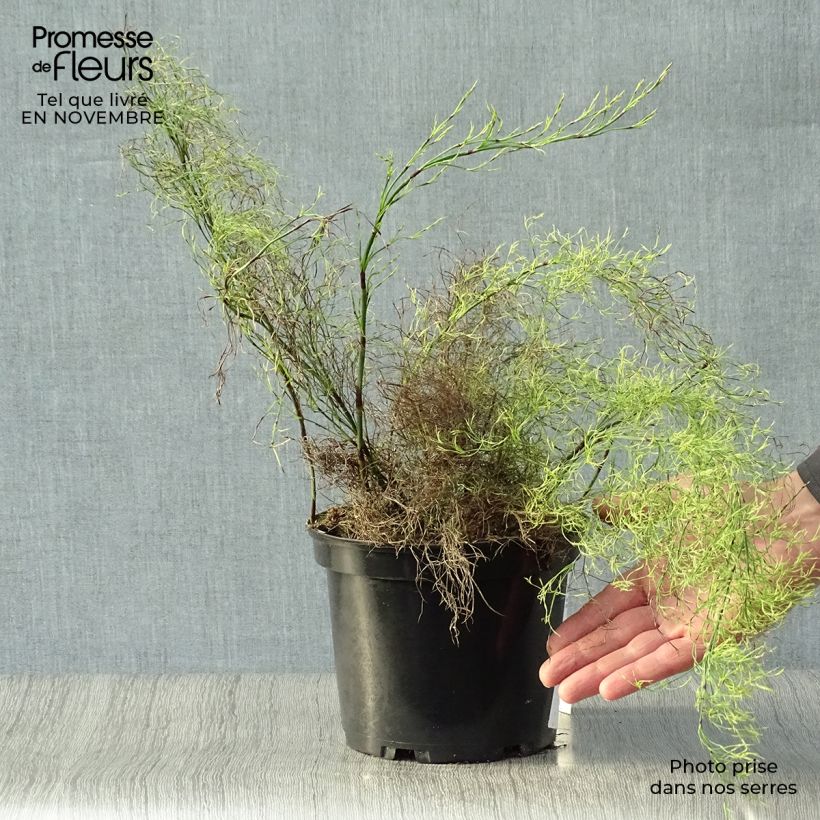 Exemplaar van Baloskion tetraphyllum - Restio tetraphyllus Pot van 2 l/3 l zoals geleverd in de herfst