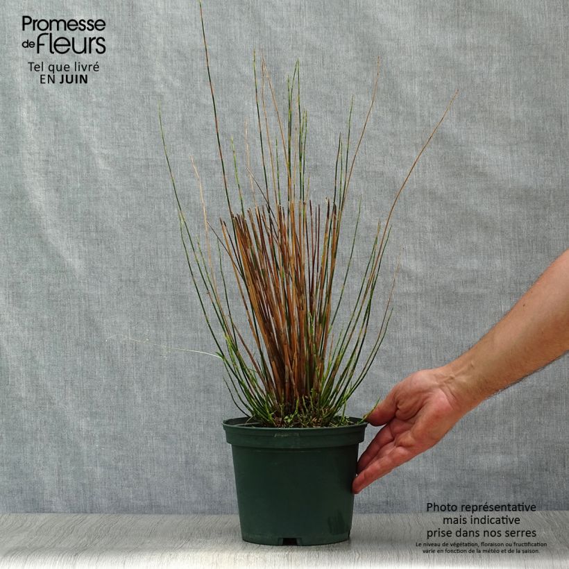 Exemplaar van Baloskion tetraphyllum - Restio tetraphyllus Pot van 2 l/3 l zoals geleverd in de zomer
