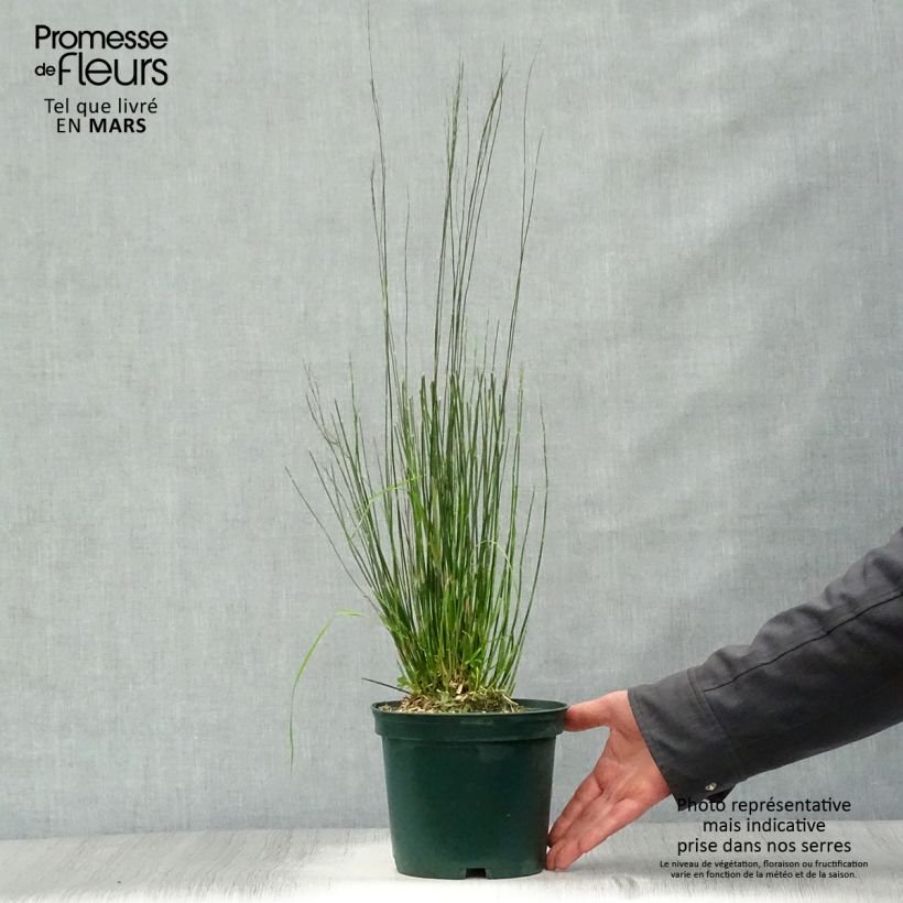 Exemplaar van Baloskion tetraphyllum - Restio tetraphyllus Pot van 2 l/3 l zoals geleverd in de lente