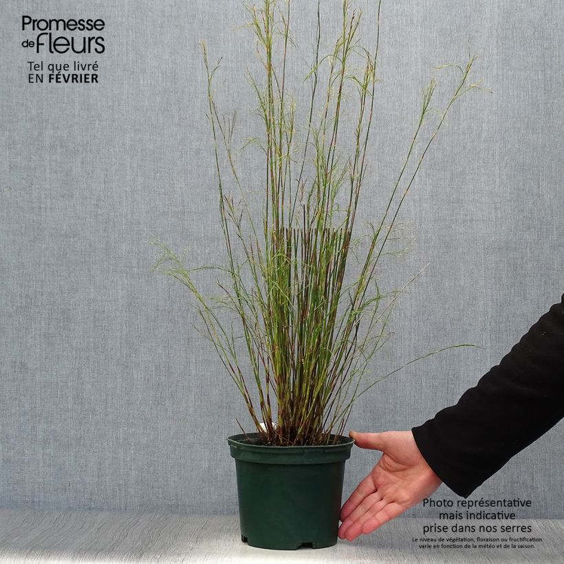 Example of Baloskion tetraphyllum - Restio tetraphyllus Pot van 2 l/3 l as you get in hiver