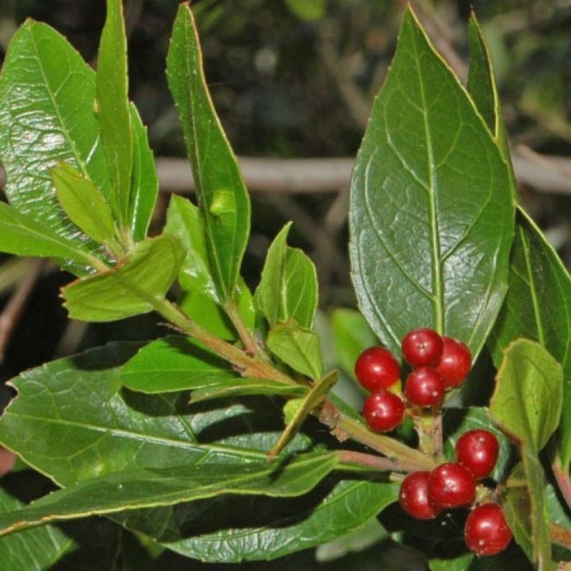 Rhamnus alaternus - Italiaanse wegedoorn (Foliage)