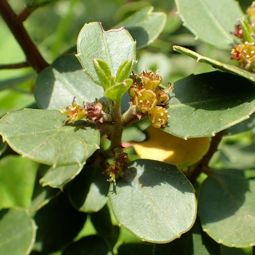 Rhamnus alaternus - Italiaanse wegedoorn (Flowering)
