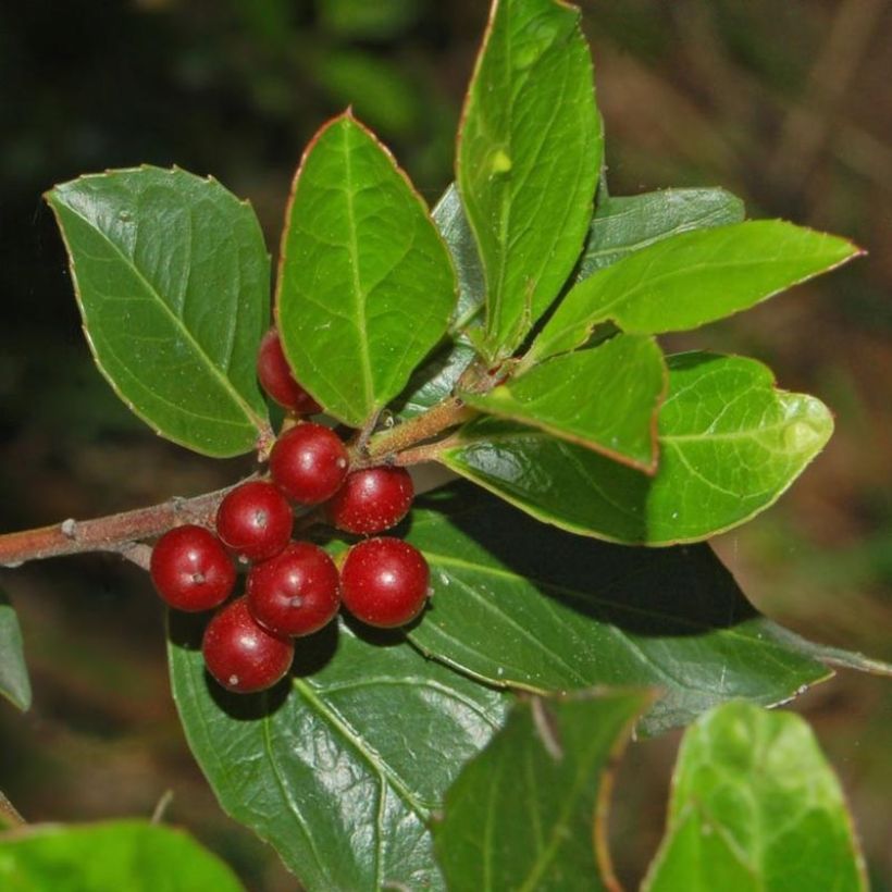 Rhamnus alaternus - Italiaanse wegedoorn (Harvest)