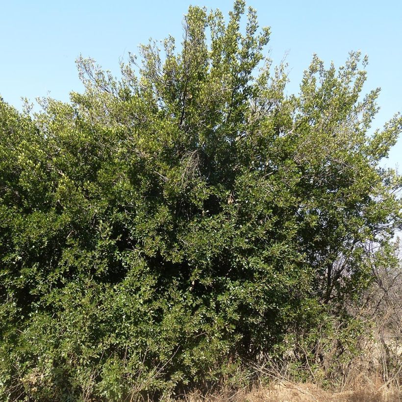 Rhamnus alaternus - Italiaanse wegedoorn (Plant habit)