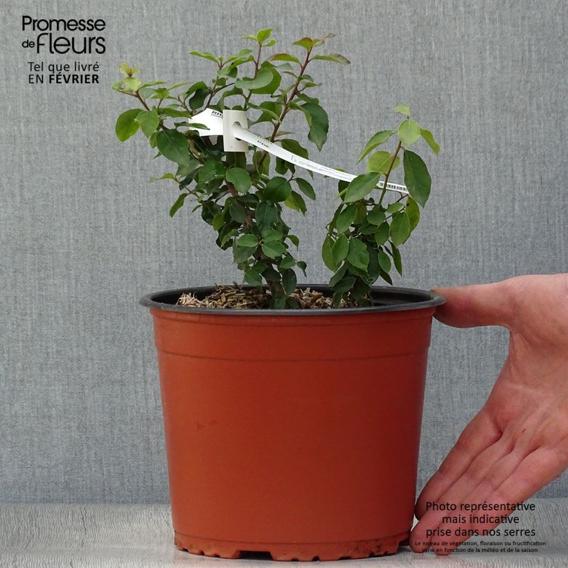 Example of Rhamnus alaternus - Alaterne Pot van 2 l/3 l as you get in hiver