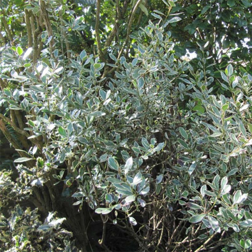 Rhamnus alaternus Argenteovariegata - Italiaanse wegedoorn (Foliage)
