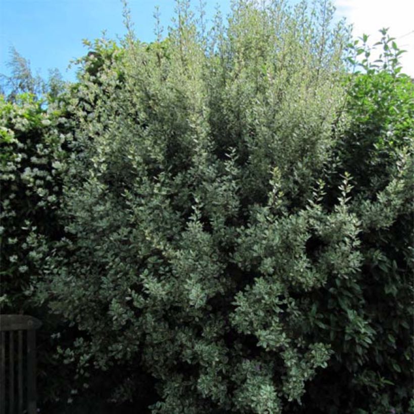 Rhamnus alaternus Argenteovariegata - Italiaanse wegedoorn (Plant habit)
