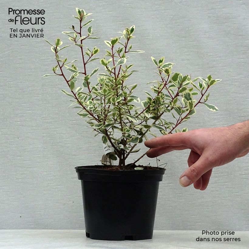 Example of Rhamnus alaternus Argenteovariegata Pot van 2 l/3 l as you get in hiver