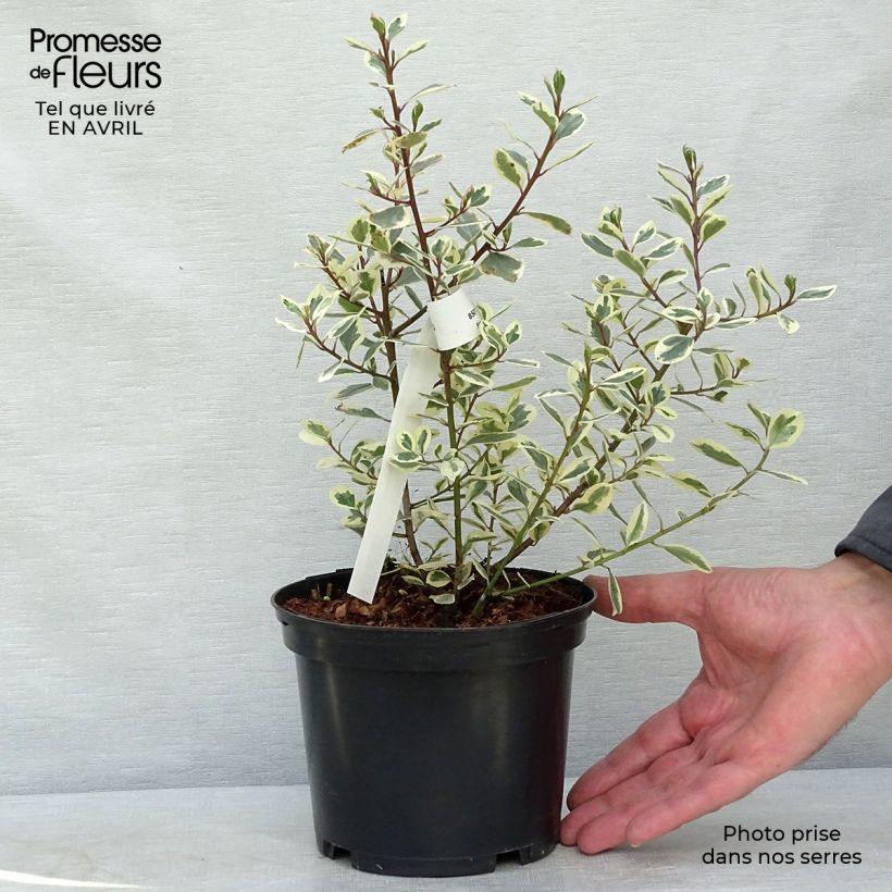 Exemplaar van Rhamnus alaternus Argenteovariegata - Italiaanse wegedoorn Pot van 2 l/3 l zoals geleverd in de lente