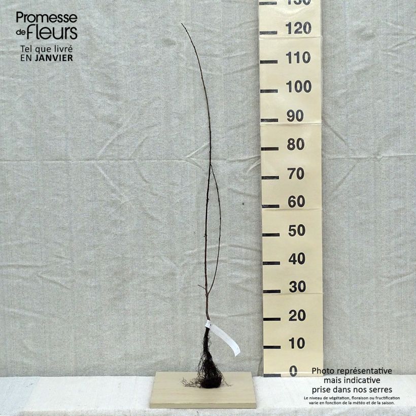 Example of Rhamnus catharticus - Nerprun purgatif, cathartique, officinal  Naakte wortel as you get in hiver