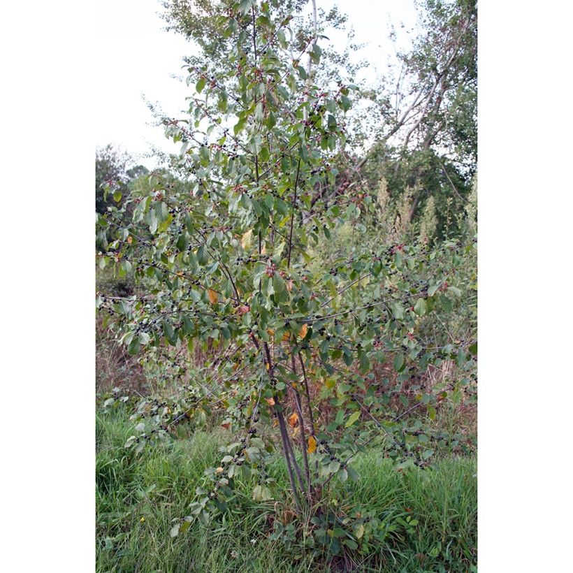 Rhamnus frangula - Sporkehout (Plant habit)