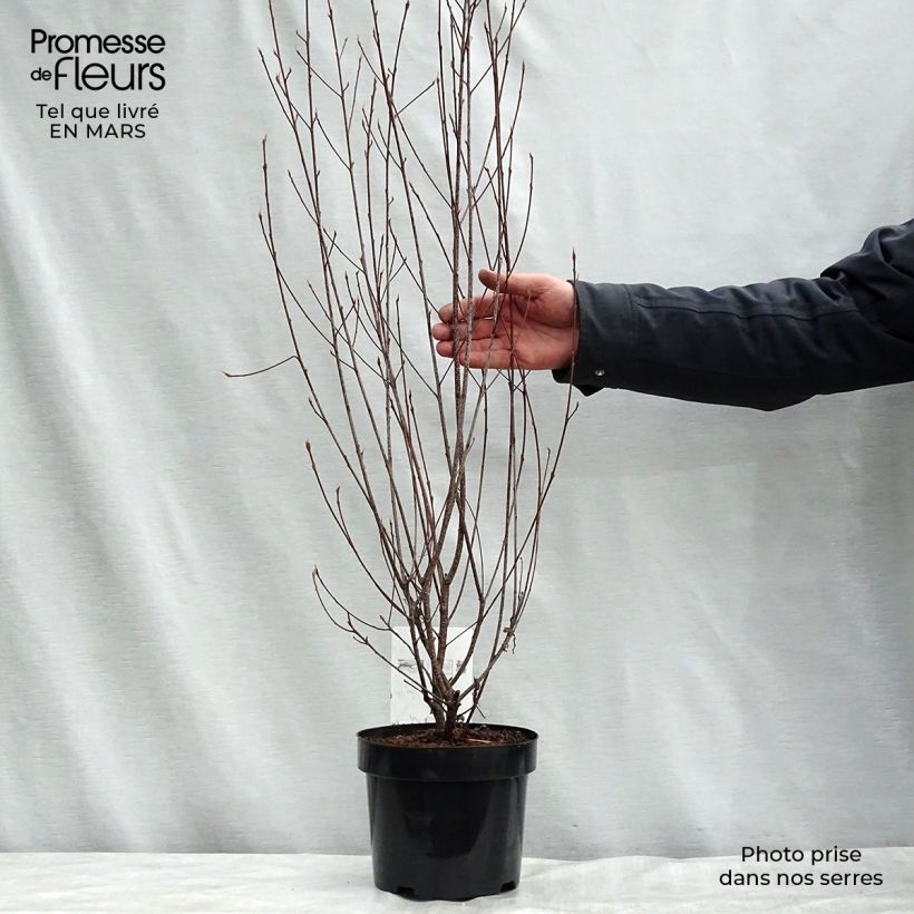 Exemplaar van Rhamnus frangula Asplenifolia - Sporkehout Pot van 2 l/3 l zoals geleverd in de lente