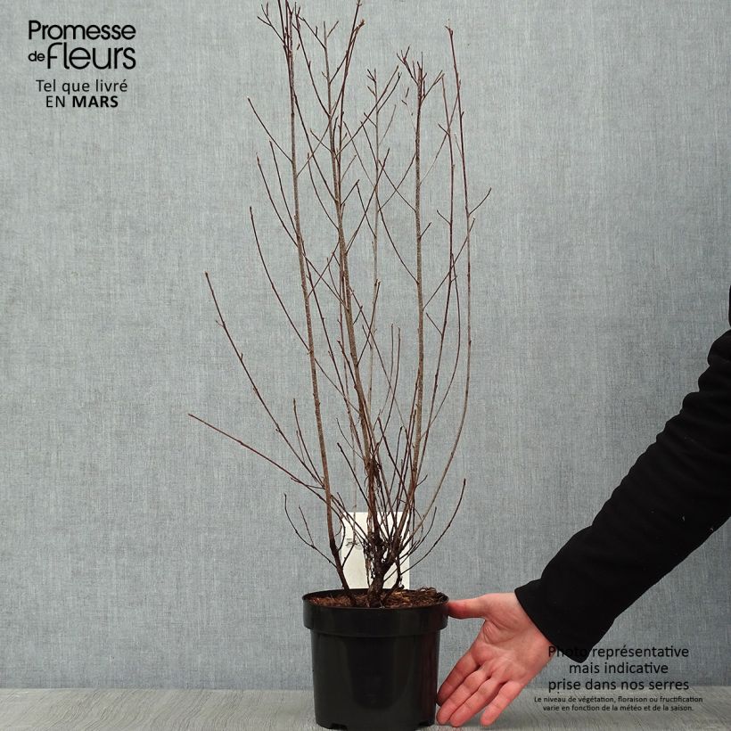 Example of Rhamnus frangula Asplenifolia - Frangula alnus Pot van 2 l/3 l as you get in hiver