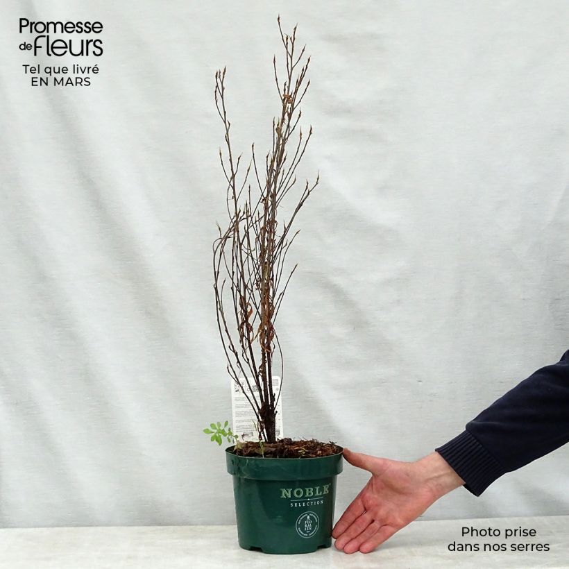 Exemplaar van Rhamnus frangula Fine Line - Sporkehout Pot van 3 l/4 l zoals geleverd in de lente