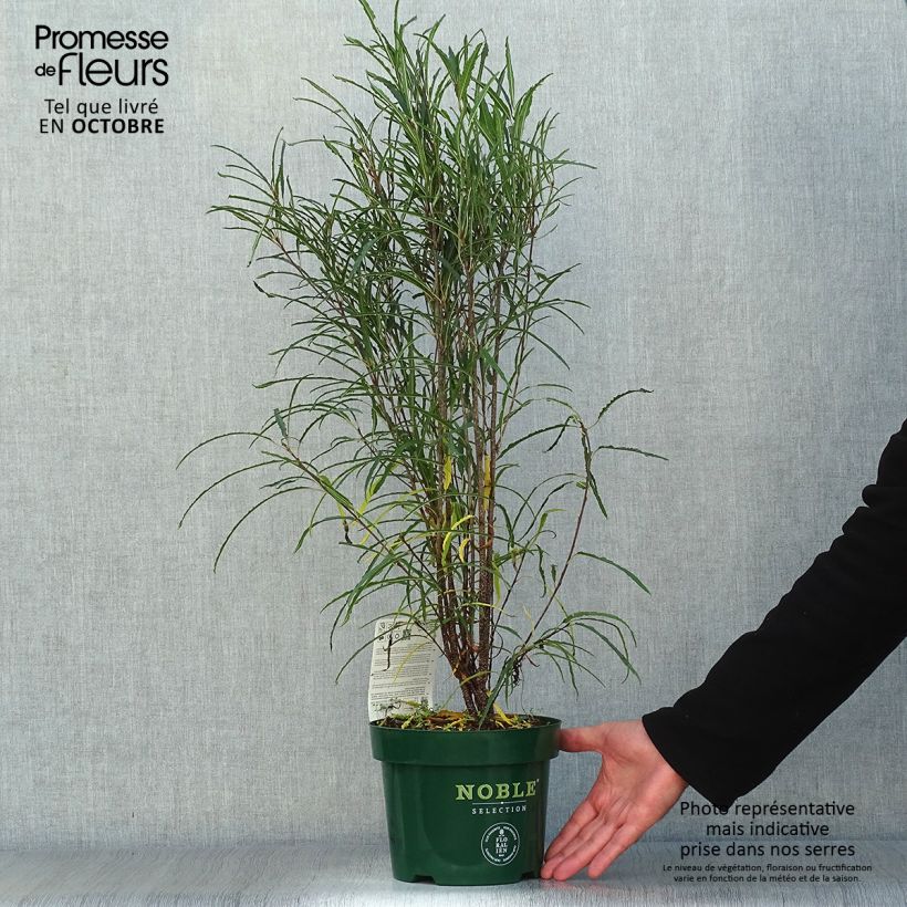 Exemplaar van Rhamnus frangula Fine Line - Sporkehout Pot van 3 l/4 l zoals geleverd in de herfst