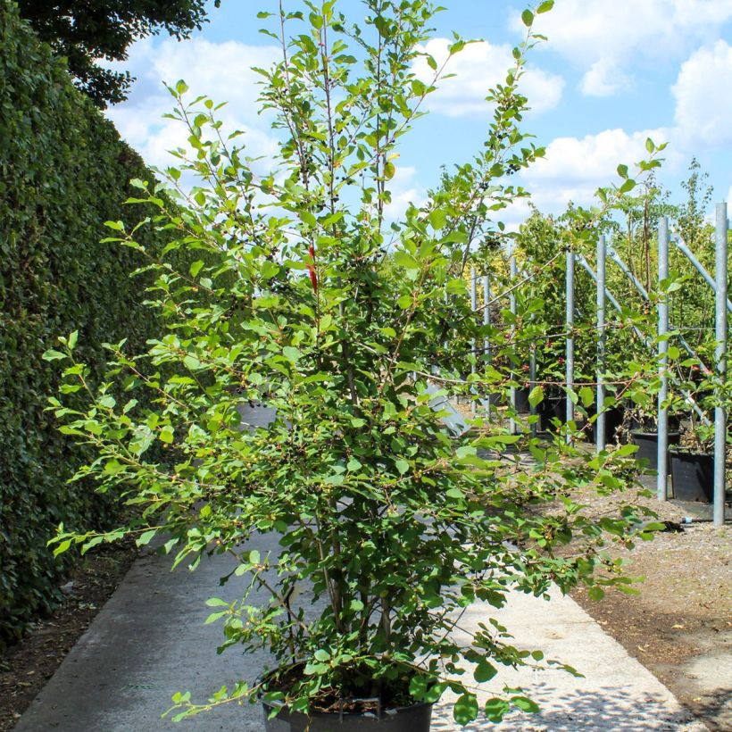 Example of Rhamnus frangula - Bourdaine Pot van 70 l/75 l as you get in printemps