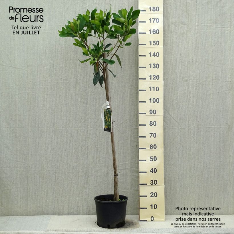 Exemplaar van Rhaphiobotrya Coppertone - néflier hybride Pot de 10L tige zoals geleverd in de zomer