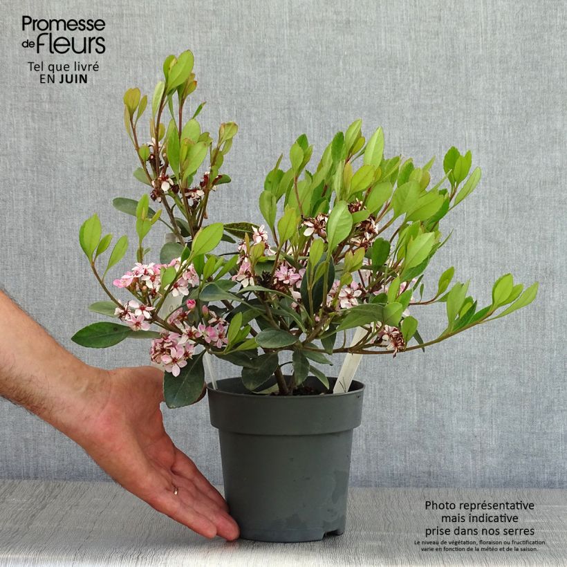 Example of Rhaphiolepis Pink Cloud Pot van 1,5 l/2 l as you get in printemps