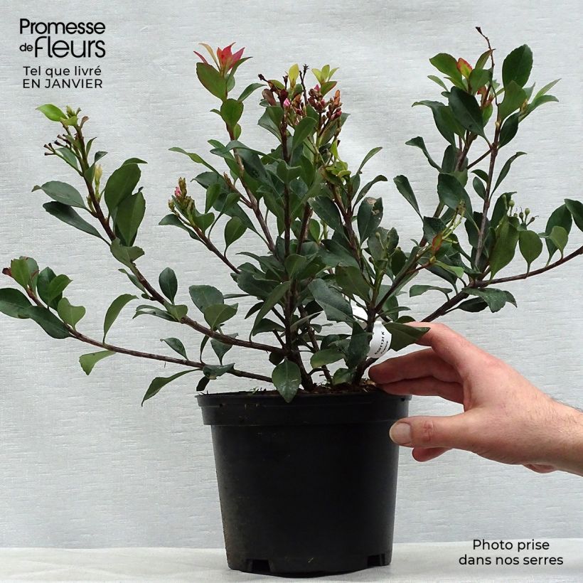Example of Rhaphiolepis Spring Time Pot van 3 l/4 l as you get in hiver