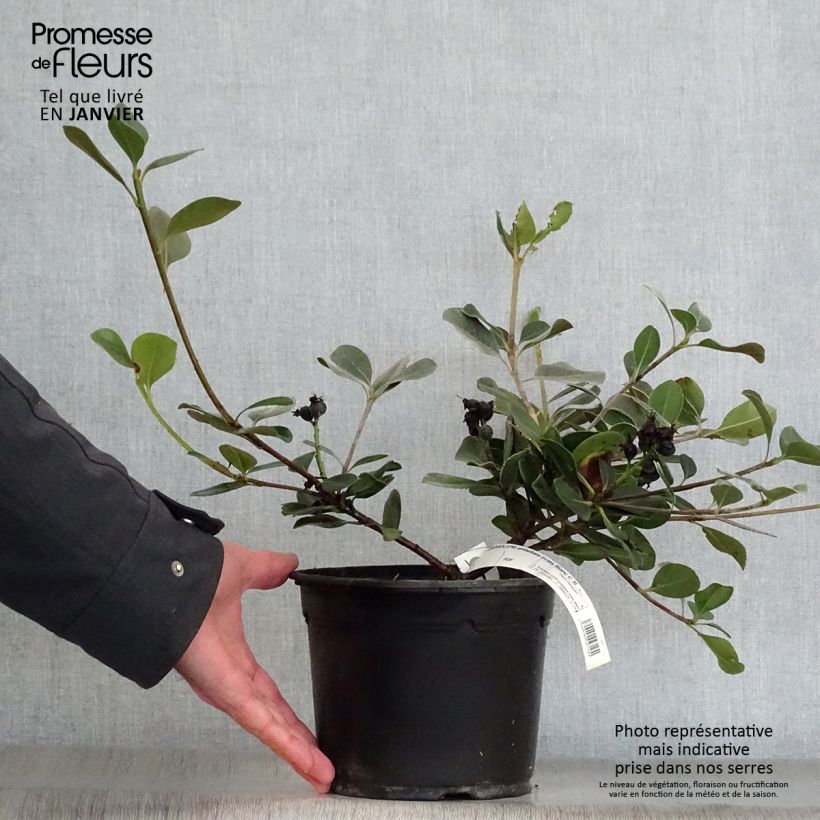 Example of Rhaphiolepis umbellata Ovata Pot van 2 l/3 l as you get in hiver