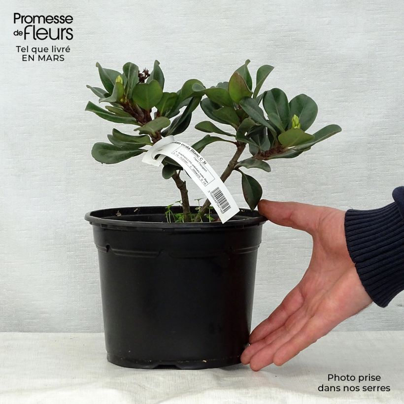 Exemplaar van Rhaphiolepis umbellata Ovata - Indiase meidoorn Pot van 2 l/3 l zoals geleverd in de lente