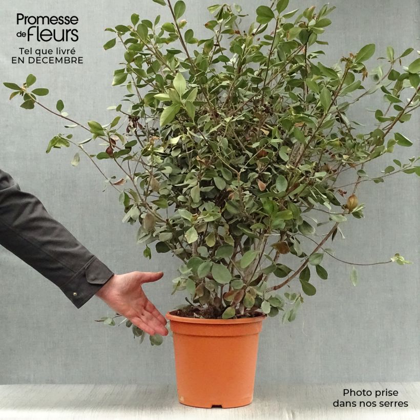 Example of Rhaphiolepis umbellata Ovata Pot van 7,5 l/10 l as you get in hiver