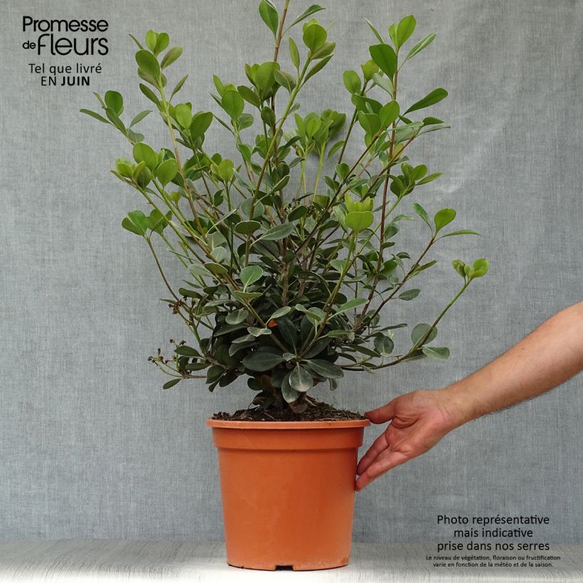 Exemplaar van Rhaphiolepis umbellata Ovata - Indiase meidoorn Pot van 7,5 l/10 l zoals geleverd in de zomer