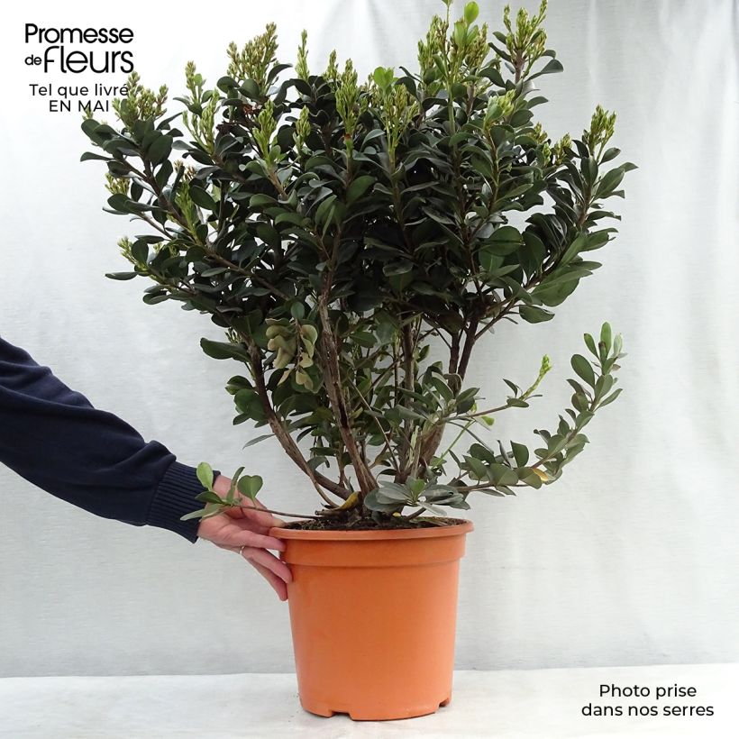 Exemplaar van Rhaphiolepis umbellata Ovata - Indiase meidoorn Pot van 7,5 l/10 l zoals geleverd in de lente