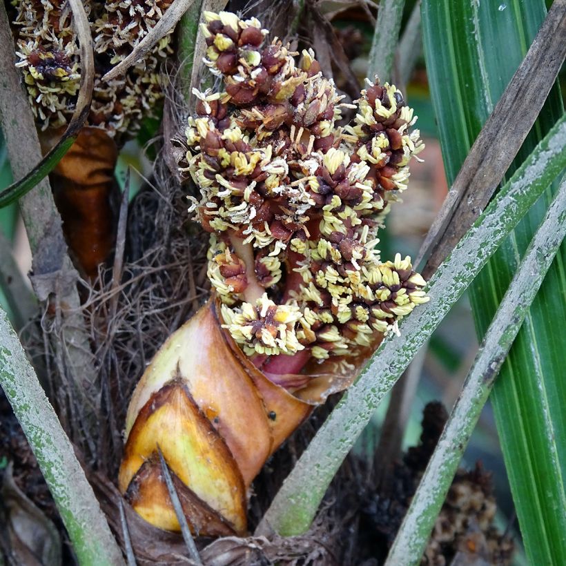 Rhapidophyllum hystrix - Naaldpalm (Bloei)
