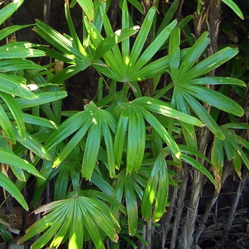 Rhapis excelsa - Bamboepalm (Foliage)