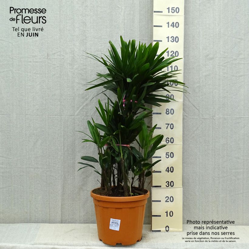 Exemplaar van Rhapis excelsa - Bamboepalm Pot van 7,5 l/10 l zoals geleverd in de zomer