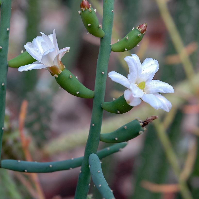 Rhipsalis baccifera - Koraalcactus (Bloei)